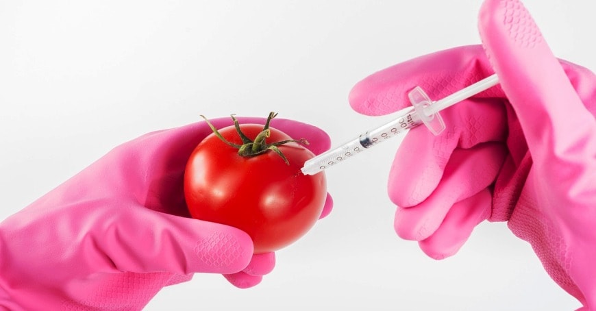 Spór o GMO